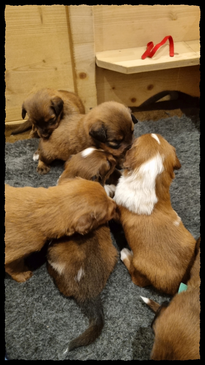 C-Wurf-von-der-Straubenhalde