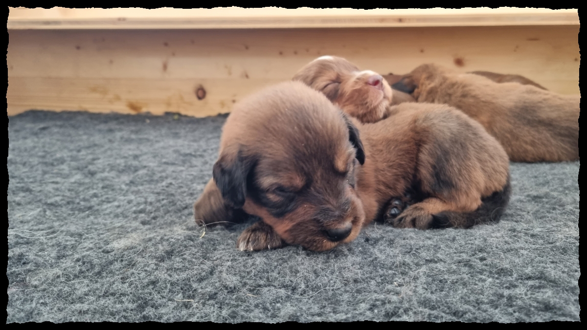 C-Wurf-von-der-Straubenhalde