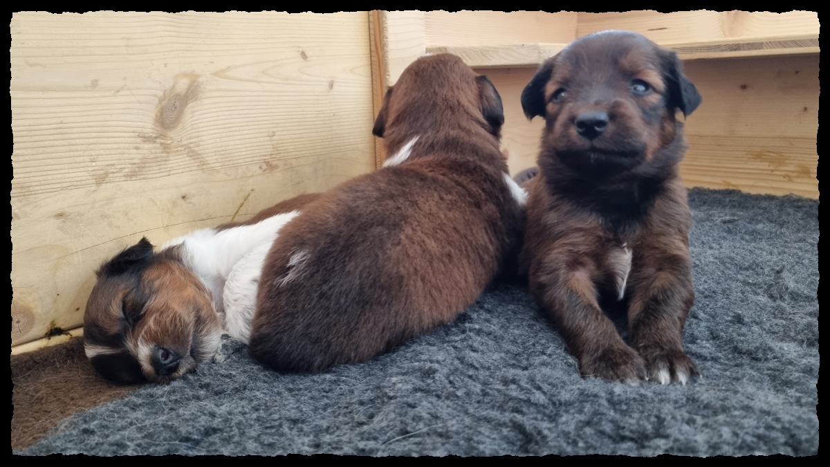 C-Wurf-von-der-Straubenhalde