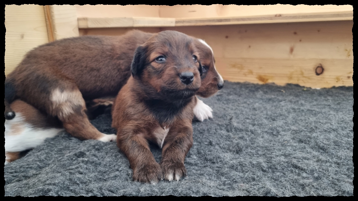 C-Wurf-von-der-Straubenhalde