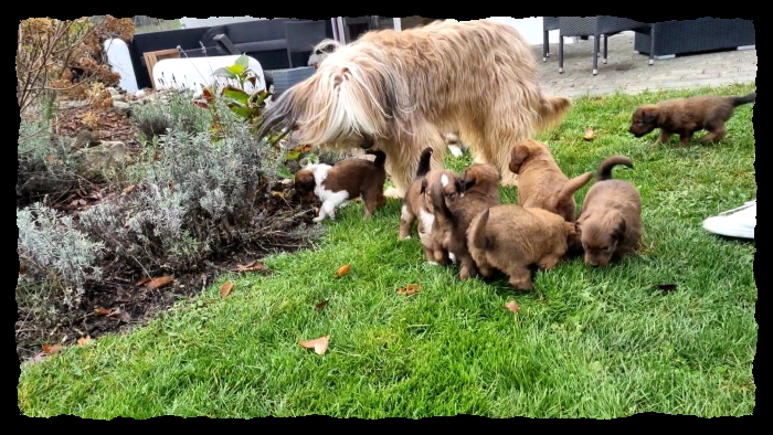 C-Wurf-von-der-Straubenhalde