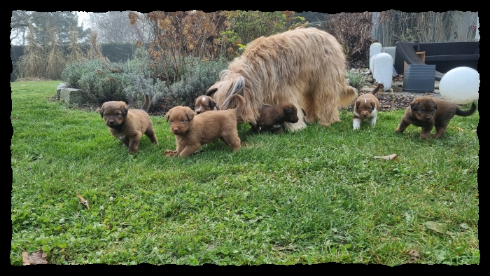 C-Wurf-von-der-Straubenhalde