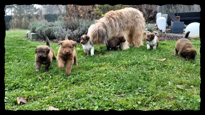 C-Wurf-von-der-Straubenhalde