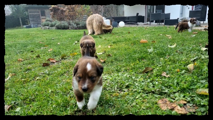 C-Wurf-von-der-Straubenhalde