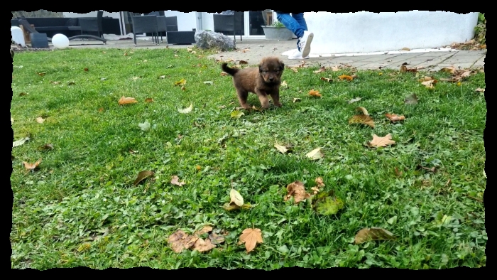 C-Wurf-von-der-Straubenhalde