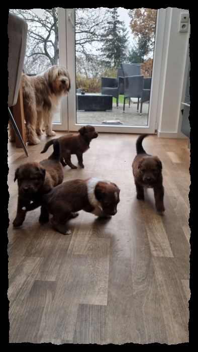 C-Wurf-von-der-Straubenhalde