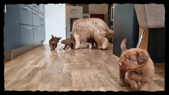 C-Wurf-von-der-Straubenhalde