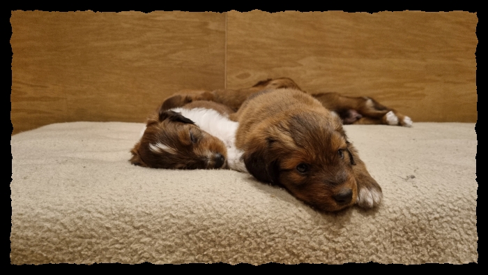 C-Wurf-von-der-Straubenhalde