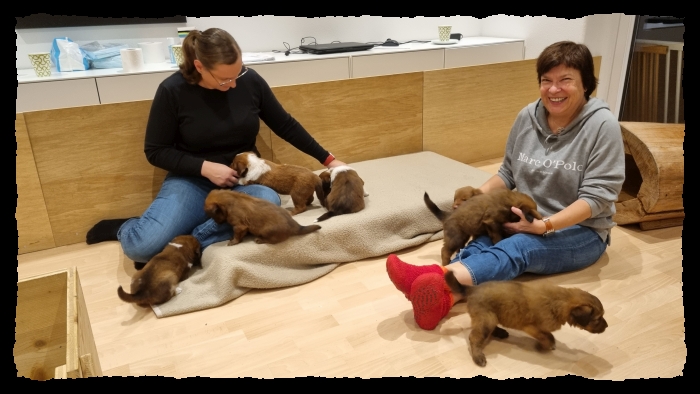 C-Wurf-von-der-Straubenhalde