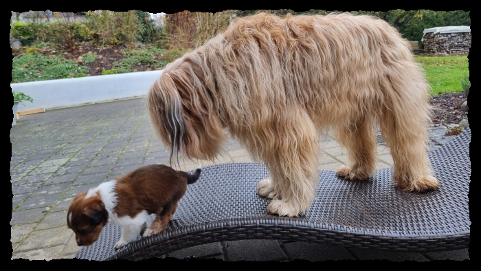 C-Wurf-von-der-Straubenhalde