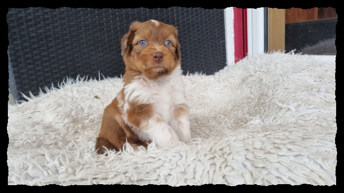 C-Wurf-von-der-Straubenhalde