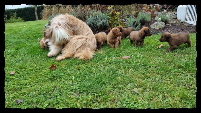 C-Wurf-von-der-Straubenhalde