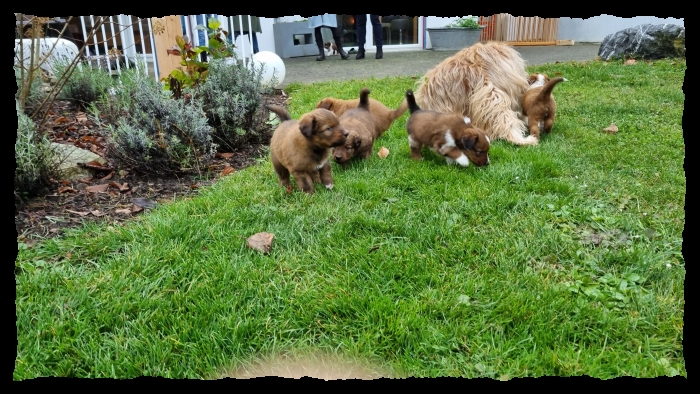 C-Wurf-von-der-Straubenhalde