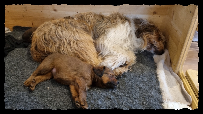 C-Wurf-von-der-Straubenhalde