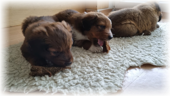 C-Wurf-von-der-Straubenhalde