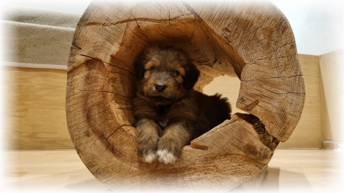 C-Wurf-von-der-Straubenhalde