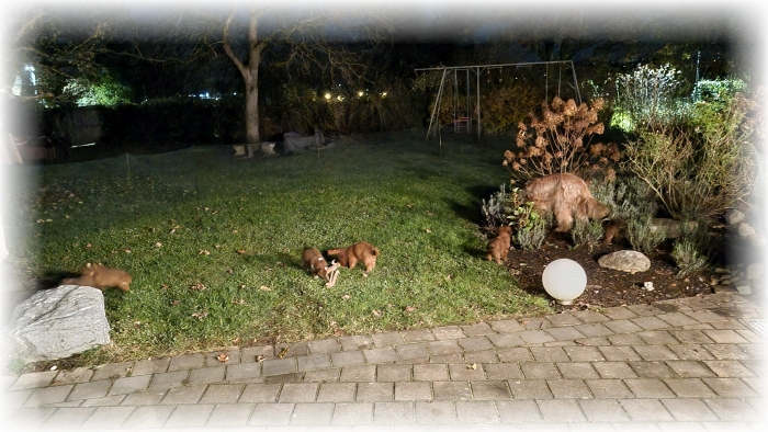 C-Wurf-von-der-Straubenhalde