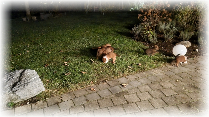 C-Wurf-von-der-Straubenhalde