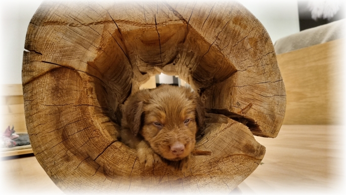 C-Wurf-von-der-Straubenhalde