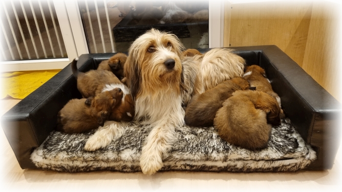 C-Wurf-von-der-Straubenhalde