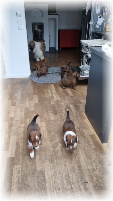 C-Wurf-von-der-Straubenhalde