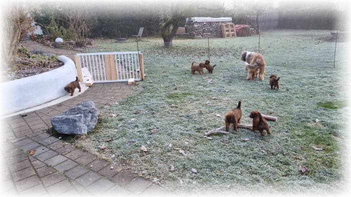 C-Wurf-von-der-Straubenhalde