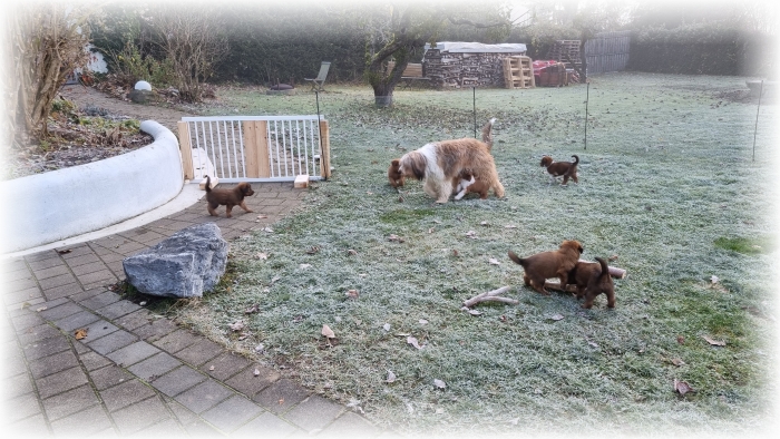 C-Wurf-von-der-Straubenhalde