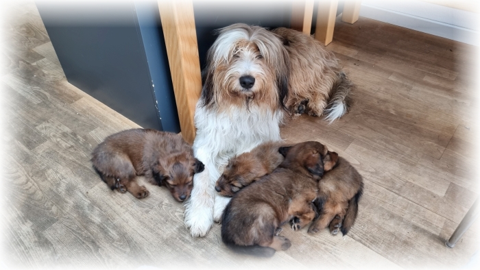 C-Wurf-von-der-Straubenhalde