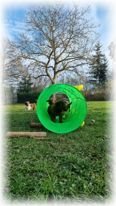 C-Wurf-von-der-Straubenhalde