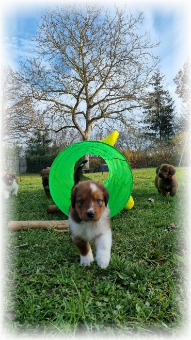 C-Wurf-von-der-Straubenhalde