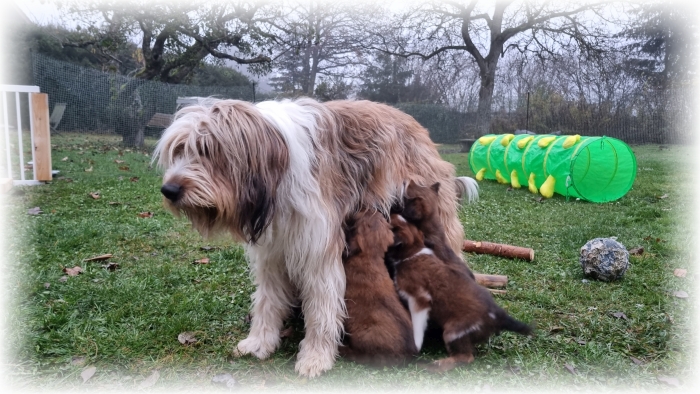 C-Wurf-von-der-Straubenhalde