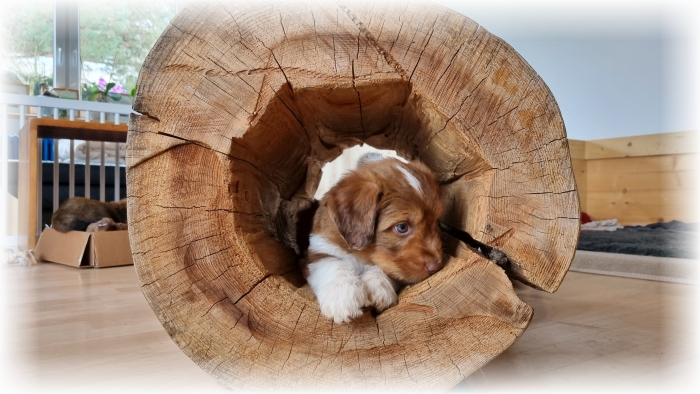 C-Wurf-von-der-Straubenhalde