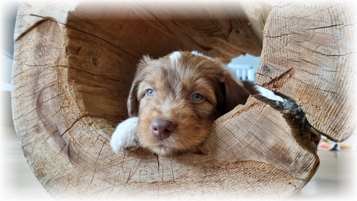 C-Wurf-von-der-Straubenhalde