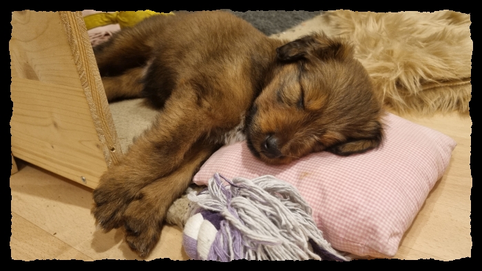 C-Wurf-von-der-Straubenhalde