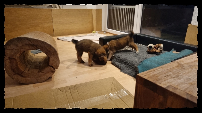 C-Wurf-von-der-Straubenhalde