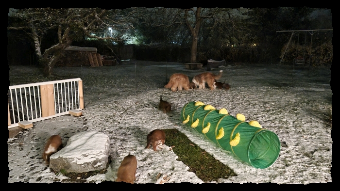 C-Wurf-von-der-Straubenhalde