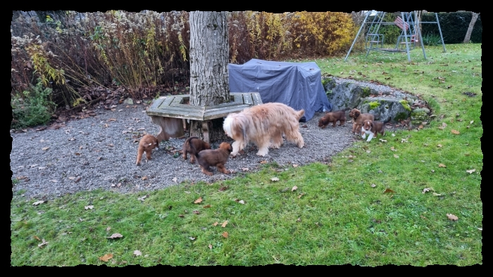 C-Wurf-von-der-Straubenhalde