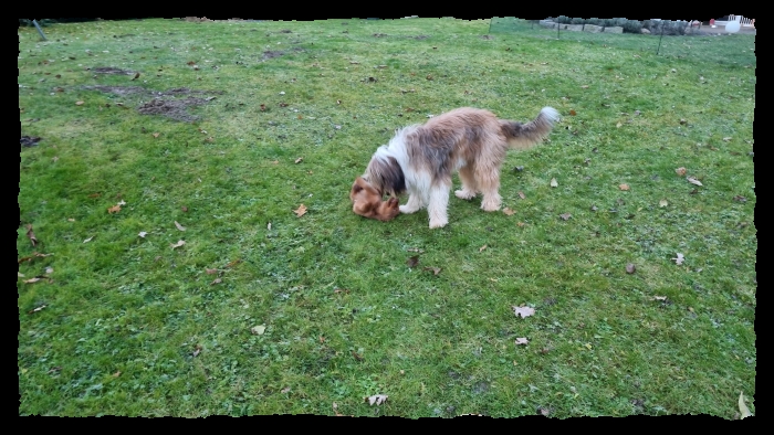 C-Wurf-von-der-Straubenhalde