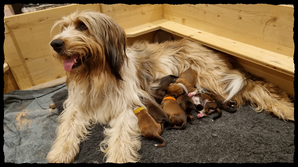 C-Wurf-von-der-Straubenhalde