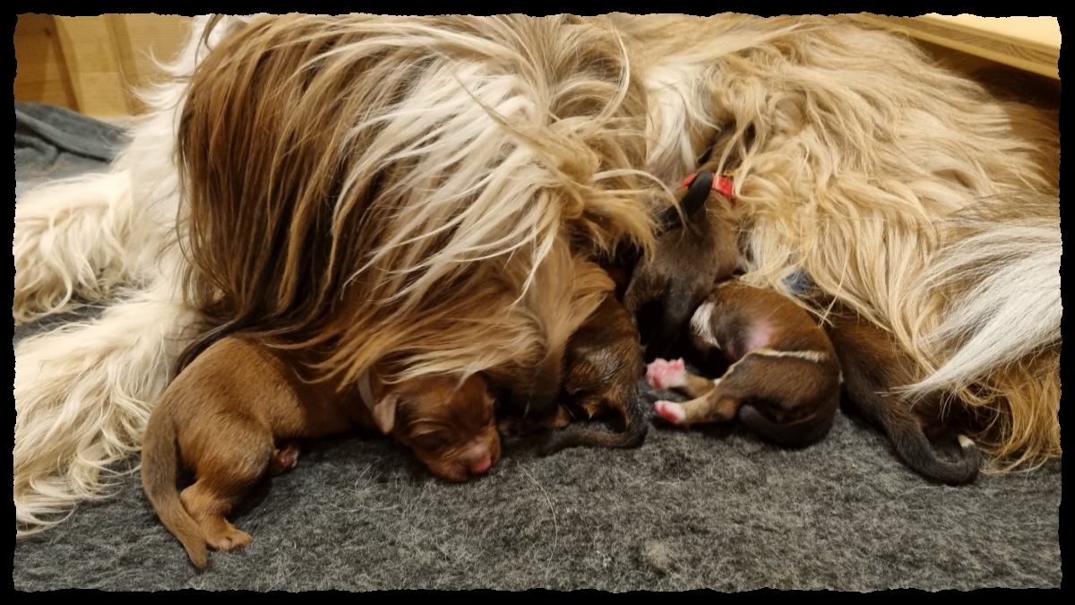 C-Wurf-von-der-Straubenhalde