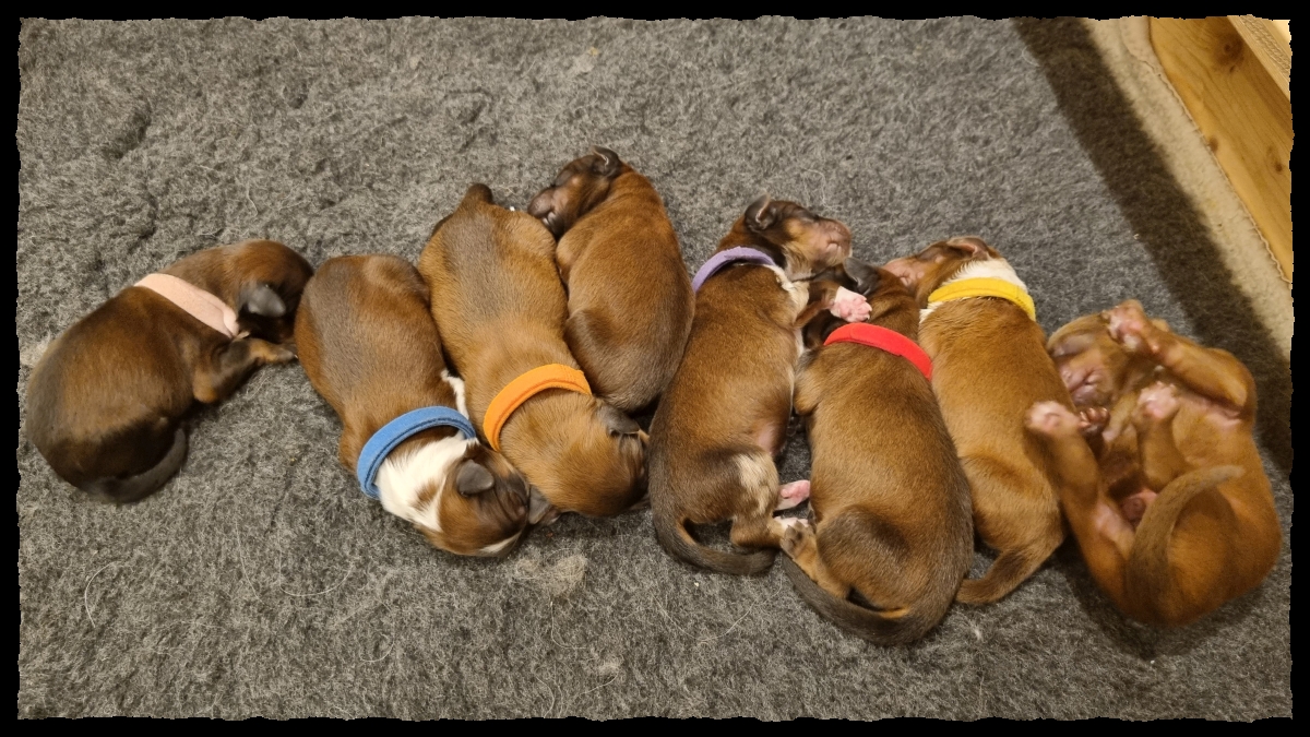 C-Wurf-von-der-Straubenhalde