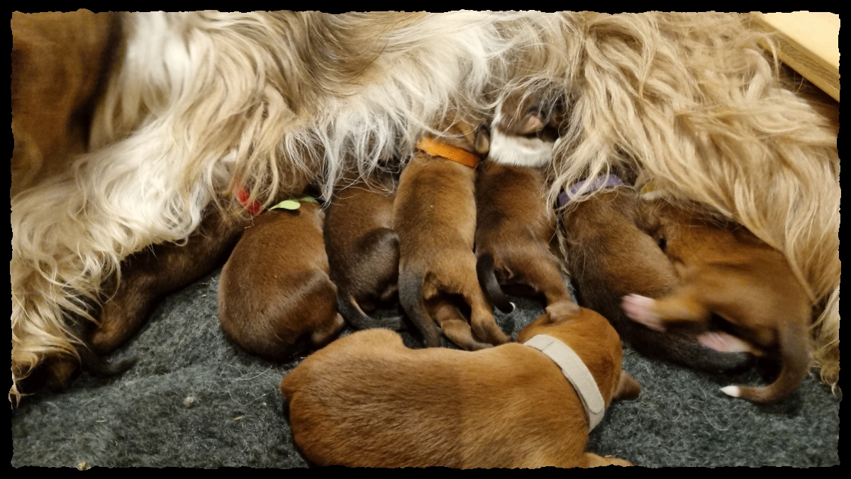 C-Wurf-von-der-Straubenhalde