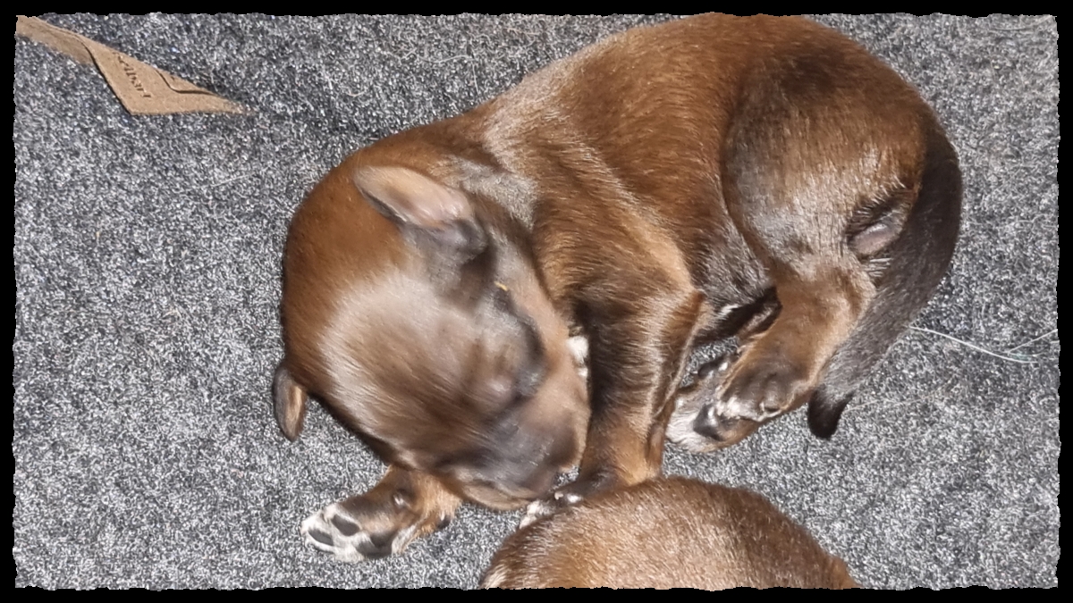 C-Wurf-von-der-Straubenhalde