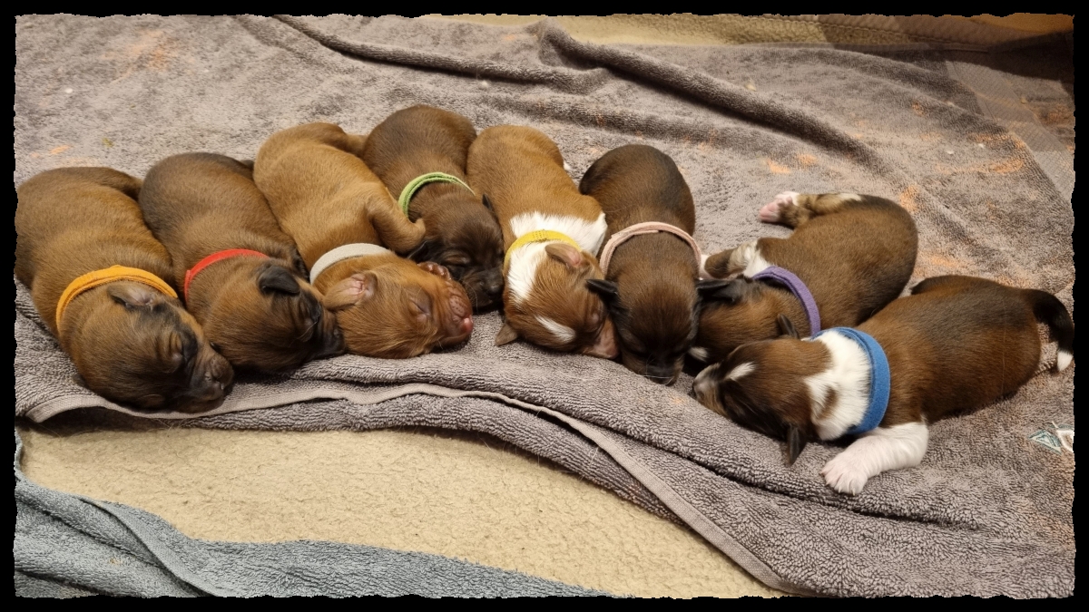 C-Wurf-von-der-Straubenhalde