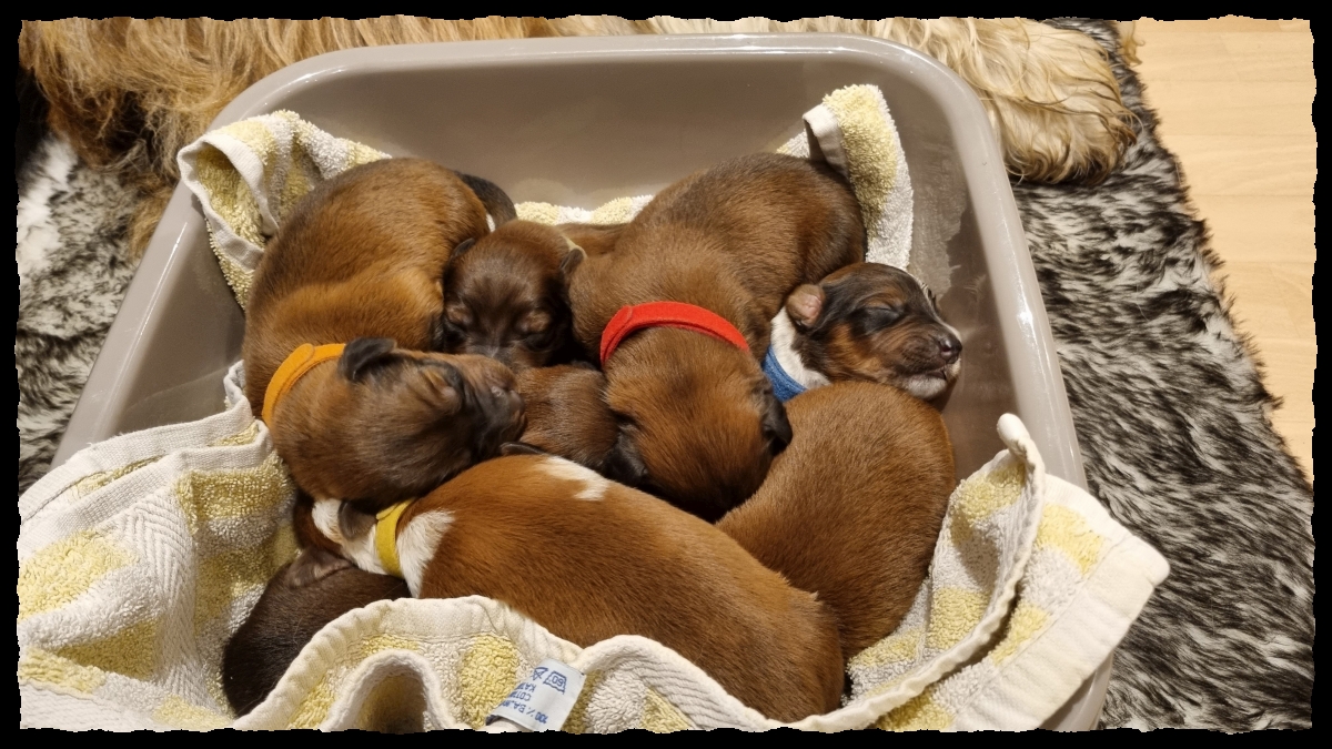 C-Wurf-von-der-Straubenhalde