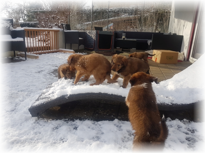 C-Wurf-von-der-Straubenhalde