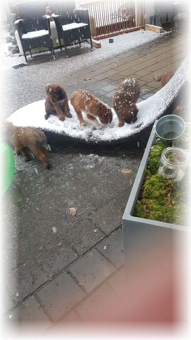 C-Wurf-von-der-Straubenhalde