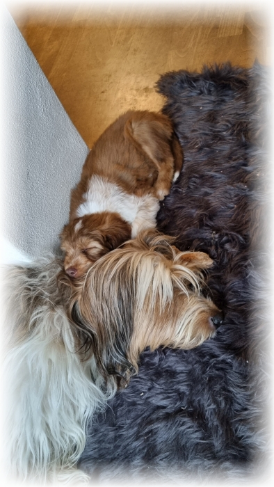 C-Wurf-von-der-Straubenhalde