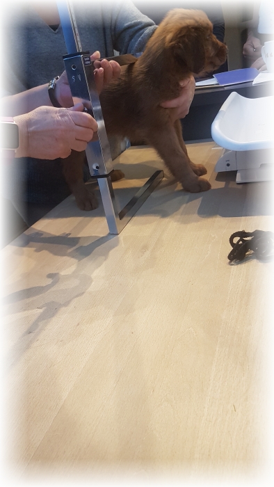 C-Wurf-von-der-Straubenhalde