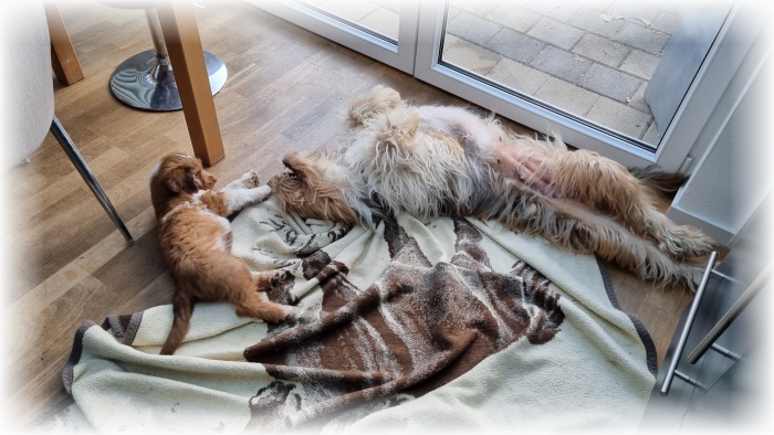 C-Wurf-von-der-Straubenhalde